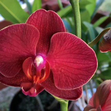 Beautiful Red Phalaenopsis Bonsai Butterfly Orchid 100 PCS Seeds