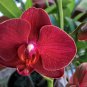 Beautiful Red Phalaenopsis Bonsai Butterfly Orchid 100 PCS Seeds