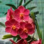 Beautiful Red Phalaenopsis Bonsai Butterfly Orchid 100 PCS Seeds