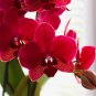 Beautiful Red Phalaenopsis Bonsai Butterfly Orchid 100 PCS Seeds