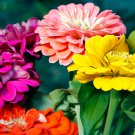 Beautiful Purple Fireball Zinnia Flower 50 PCS Seeds
