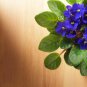 Beautiful Plant Flower Bonsai African Red Purple Mini Blue Violet 100 PCS Seeds