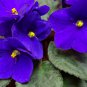 Beautiful Plant Flower Bonsai African Red Purple Mini Blue Violet 100 PCS Seeds