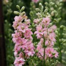 Beautiful Pink Larkspur Flower 30 PCS Seeds