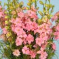 Beautiful Pink Larkspur Flower 30 PCS Seeds