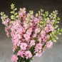 Beautiful Pink Larkspur Flower 30 PCS Seeds