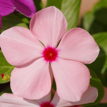 Beautiful Periwinkle Flowers 20 PCS Seeds