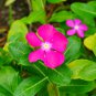 Beautiful Periwinkle Flowers 20 PCS Seeds