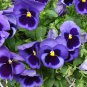 Beautiful Pansy Plant Mix Color Wavy Viola Tricolor Flower 100 PCS Seeds