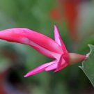 Beautiful Zygocactus Truncatus schlumbergera Plants 20 PCS Seeds