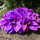 Beautiful Hosta Plants 150 PCS Seeds