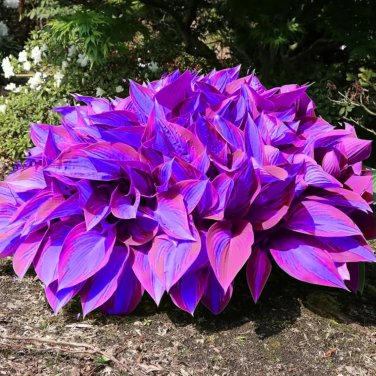 Beautiful Hosta Plants 150 PCS Seeds