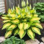 Beautiful Hosta Plants 150 PCS Seeds