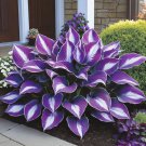 Beautiful Hosta Perennials Lily Flower Shade 150 PCS Seeds