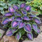 Beautiful Hosta Bonsai Perennials Lily Flower Shade Hosta 150 PCS Seeds