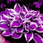 Beautiful Hosta Bonsai Perennials Lily Flower Shade Hosta 150 PCS Seeds