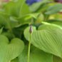 Beautiful Hosta Bonsai Plants Perennials Lily Flower 100 PCS Seeds
