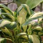 Beautiful Hosta Bonsai Plants Perennials Lily Flower 100 PCS Seeds