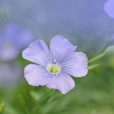Beautiful Flower Blue Flax 30 PCS Seeds