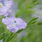 Beautiful Flower Blue Flax 30 PCS Seeds