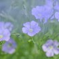 Beautiful Flower Blue Flax 30 PCS Seeds