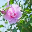 Beautiful Dwarf Sharon Flowers 50 PCS Seeds