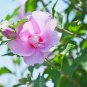Beautiful Dwarf Sharon Flowers 50 PCS Seeds