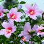 Beautiful Dwarf Sharon Flowers 50 PCS Seeds