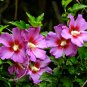 Beautiful Dwarf Sharon Flowers 50 PCS Seeds