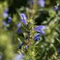 Beautiful Dracocephalum Moldavica Flower 20 PCS Seeds