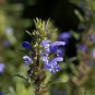 Beautiful Dracocephalum Moldavica Flower 20 PCS Seeds