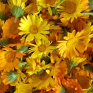 Beautiful Colorful Calendula Offcinalis 60 PCS Seeds