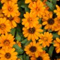 Beautiful Colorful Calendula Offcinalis 60 PCS Seeds