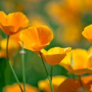 Beautiful California Poppy Flowers 50 PCS Seeds Beautiful California Poppy Flowers 50 PCS Seeds