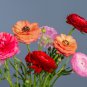 Beautiful Flowering Blubs Ranunculus Persian Buttercup 20 PCS Seeds