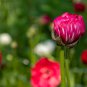 Beautiful Flowering Blubs Ranunculus Persian Buttercup 20 PCS Seeds