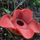 Beautiful Flower of Indonesia The World's Largest Flower 10 PCS Seeds Beautiful Flower of Indonesia The World's Largest Flower 10 PCS Seeds