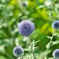Beautiful Blue Thistle Flower 50 PCS Seeds