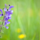 Beautiful Blue Flower Sage 30 PCS Seeds Beautiful Blue Flower Sage 30 PCS Seeds