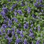 Beautiful Blue Flower Sage 30 PCS Seeds