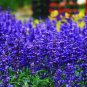 Beautiful Blue Flower Sage 30 PCS Seeds