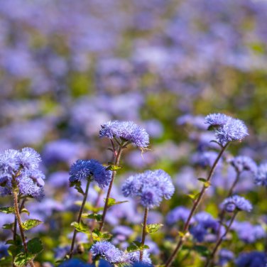 Beautiful Ageratum Conyzoides Bonsai 60 PCS Seeds