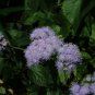 Beautiful Ageratum Conyzoides Bonsai 60 PCS Seeds