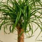 BEAUCARNEA recurvata Ponytail Palm 5 PCS Seeds BEAUCARNEA recurvata Ponytail Palm 5 PCS Seeds