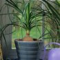 BEAUCARNEA recurvata Ponytail Palm 5 PCS Seeds