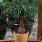 BEAUCARNEA recurvata Ponytail Palm 5 PCS Seeds