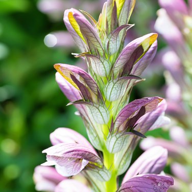 Bear's Breeches Plant 10 PCS Seeds