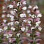 Bear's Breeches Plant 10 PCS Seeds
