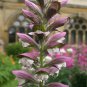 Bear's Breeches Plant 10 PCS Seeds