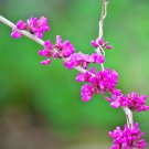 Bauhinia Cercis chinensis Bonsai Flower 30 PCS Seeds